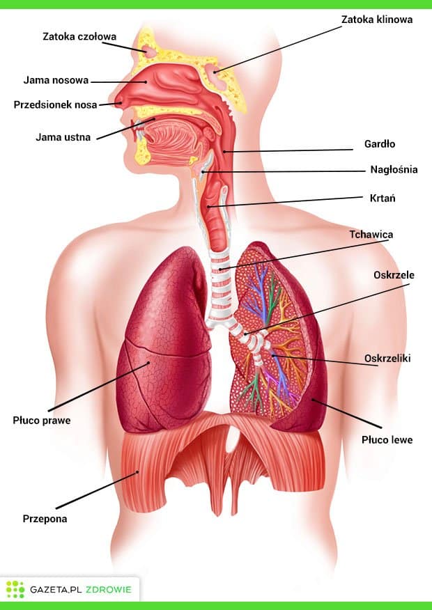 płuca vs żołądek grafika, anatomia układu oddechowego trawiennego, schemat wchłaniania wapowanie - UKŁAD ODDECHOWY - budowa, funkcje i najczęstsze choroby